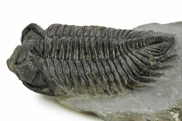 Large, Bug-Eyed Coltraneia Trilobite Fossil - Ofaten, Morocco #381470